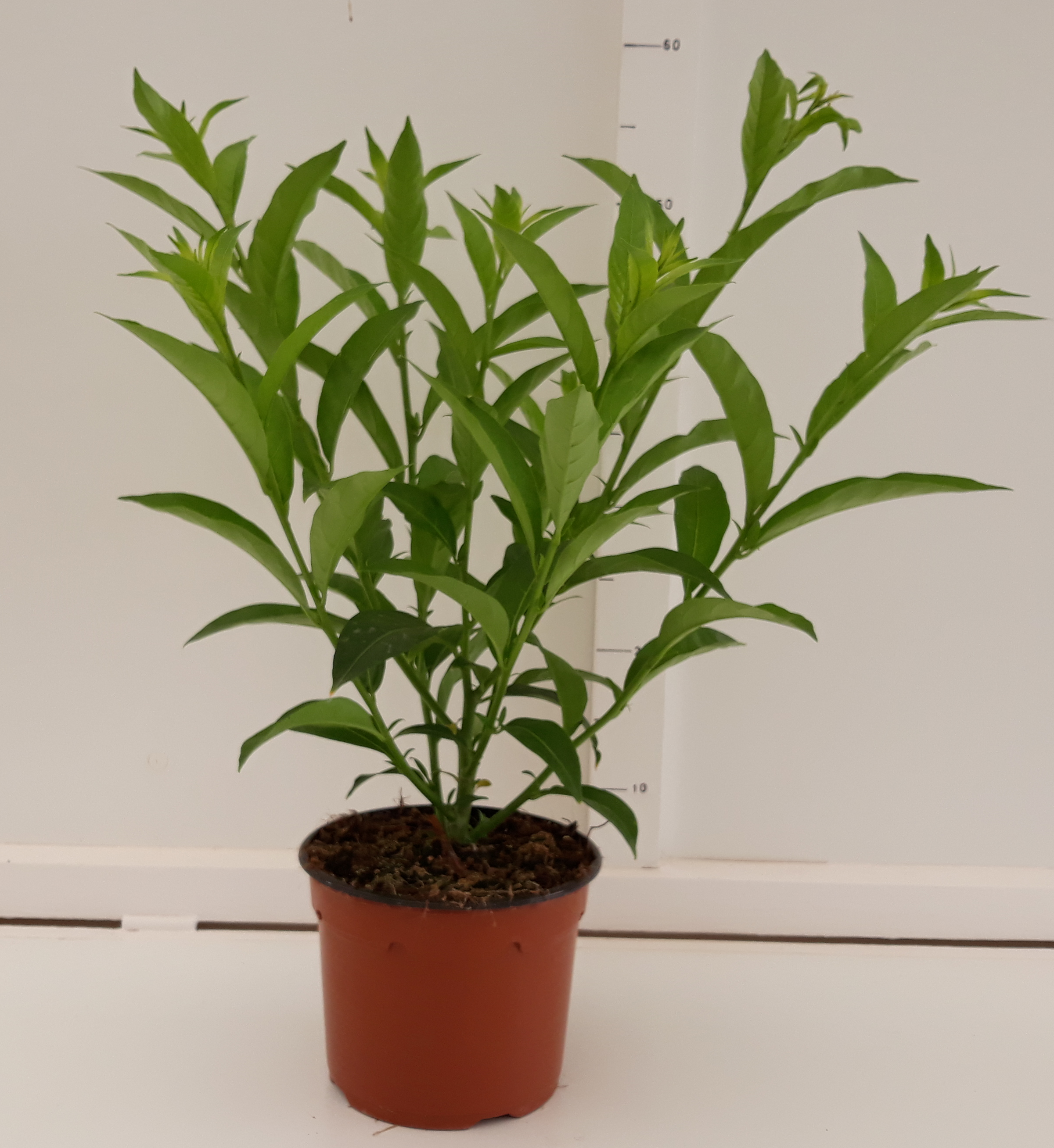 GALAN DE NOCHE M-17 - Planta de flor - Productores de planta ornamental -  Miraplant